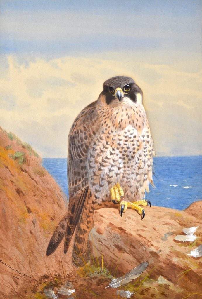Peregrine Falcon on a Cliff Top