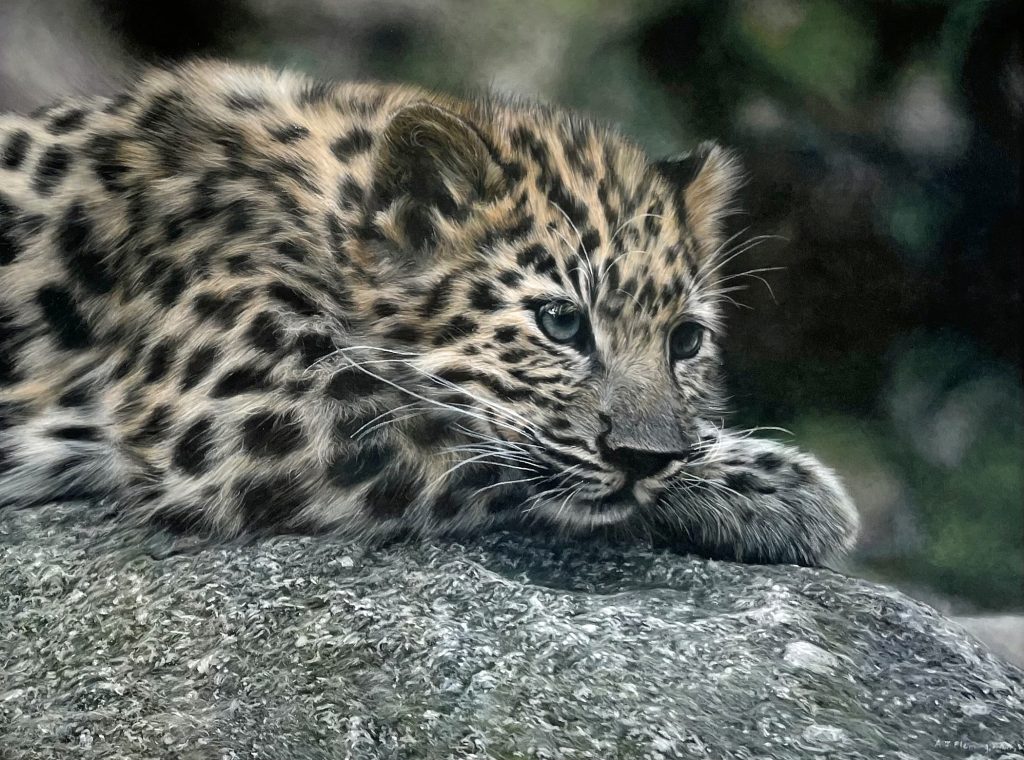 Amur Leopard Cub (RESERVED)