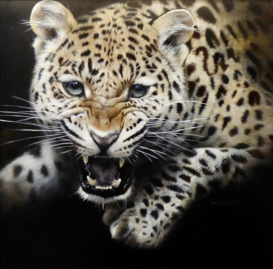 Leopard (RESERVED)
