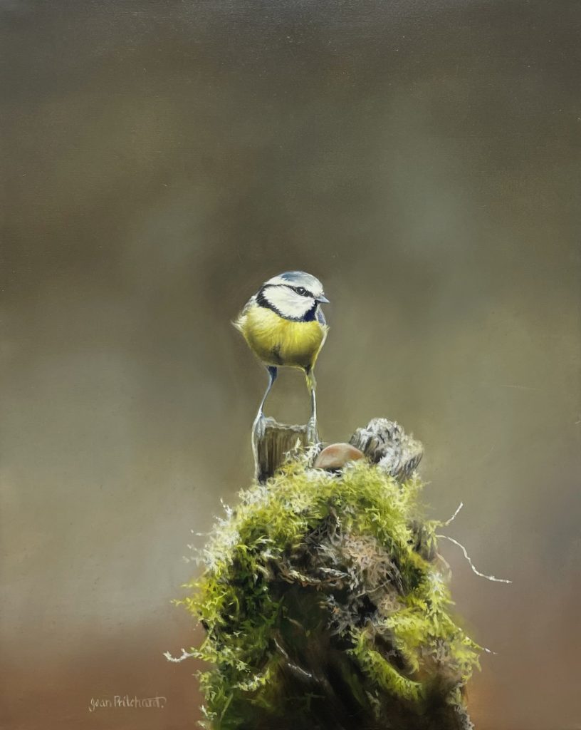 The Visitor – Blue Tit