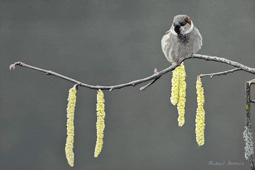 House Sparrow on Catkins