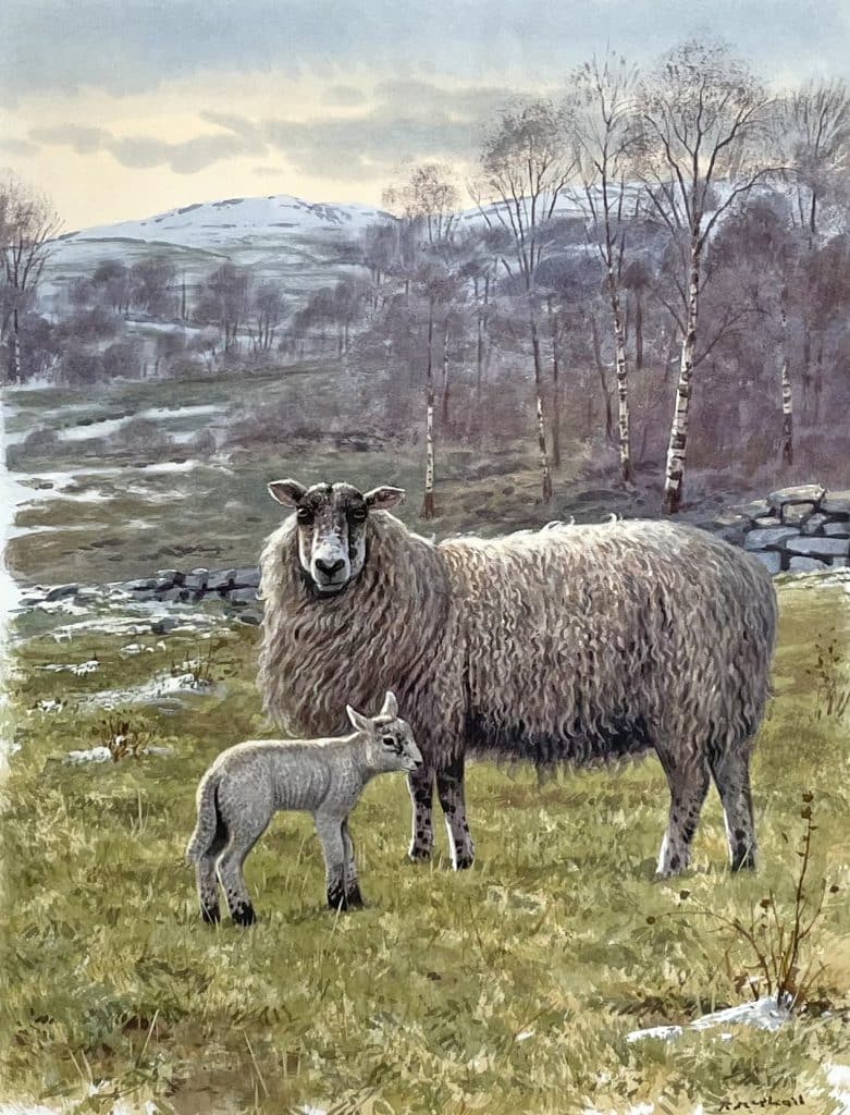 Lamb & Ewe