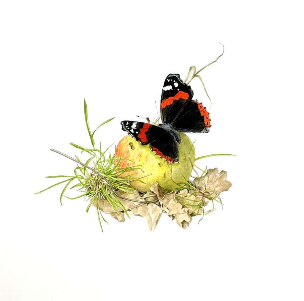 Red Admiral & Apple