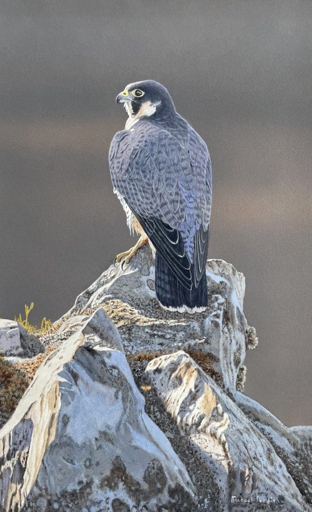 Peregrine Falcon (RESERVED)
